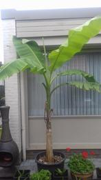 musa basjoo-bananenplant, Tuin en Terras, Ophalen