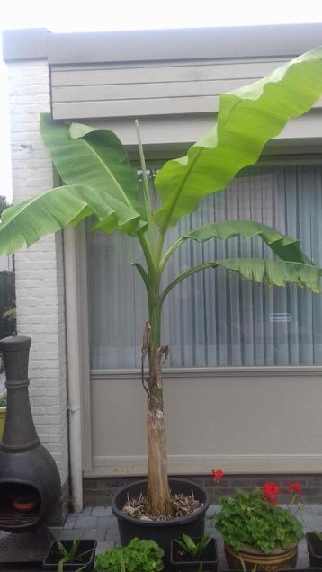 musa basjoo-bananenplant beschikbaar voor biedingen