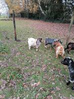 2 mini dwerg geitenbokjes, Dieren en Toebehoren, Schapen, Geiten en Varkens