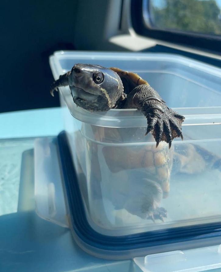 GEZOCHT volwassen muskus, Dieren en Toebehoren, Reptielen en Amfibieën, Schildpad