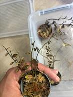 Terrarium plant solanum evolvulifolium stekken, Ophalen of Verzenden
