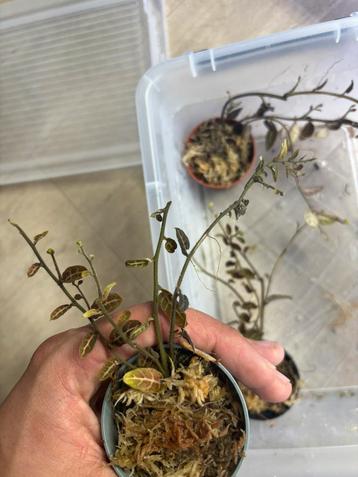 Terrarium plant solanum evolvulifolium stekken beschikbaar voor biedingen