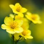 Waldsteinia Ternata, Tuin en Terras, Planten | Tuinplanten, Ophalen, Halfschaduw