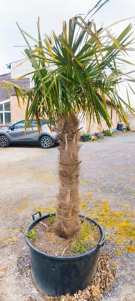 Trachycarpus fortunei palm, Tuin en Terras, Planten | Bomen, Palmboom, 100 tot 250 cm, In pot, Ophalen of Verzenden