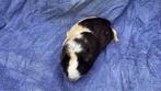 Cavia’s, Animaux & Accessoires, Rongeurs, Cobaye, Femelle
