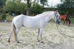 D pony, Dieren en Toebehoren, Ophalen, Zo goed als nieuw, Recreatie