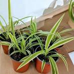 kamerplanten, Ophalen