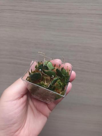 Hoya curtisii  beschikbaar voor biedingen
