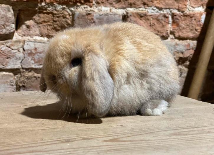 Minilopjes (dwerghangoor konijntjes), Dieren en Toebehoren, Konijnen, Dwerg, Meerdere dieren, 0 tot 2 jaar, Hangoor