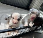 Knappe bordoodle pups (border collie x poedel), België, CDV (hondenziekte), 8 tot 15 weken, Collie