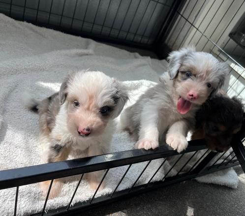 Knappe bordoodle pups (border collie x poedel), Dieren en Toebehoren, Honden | Herdershonden en Veedrijvers, Meerdere dieren, Collie