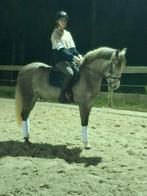Knappe, brave 3,5 jarige d pony, Dieren en Toebehoren, Paarden, Gechipt, Springpaard, Minder dan 160 cm, Ruin