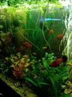 Poisson gratuit, Animaux & Accessoires, Poissons | Poissons d'étang