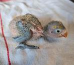 Fischeri Agapornis Jongen voor handopfok, Dieren en Toebehoren, Meerdere dieren, Dwergpapegaai of Agapornis, Tam
