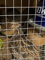 Kwartel manlijk (haannen), Dieren en Toebehoren