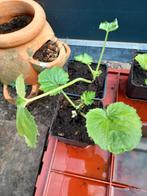Groene lange courgette, Ophalen