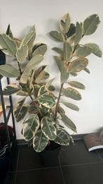 Ficus elastica, Ophalen, Ficus