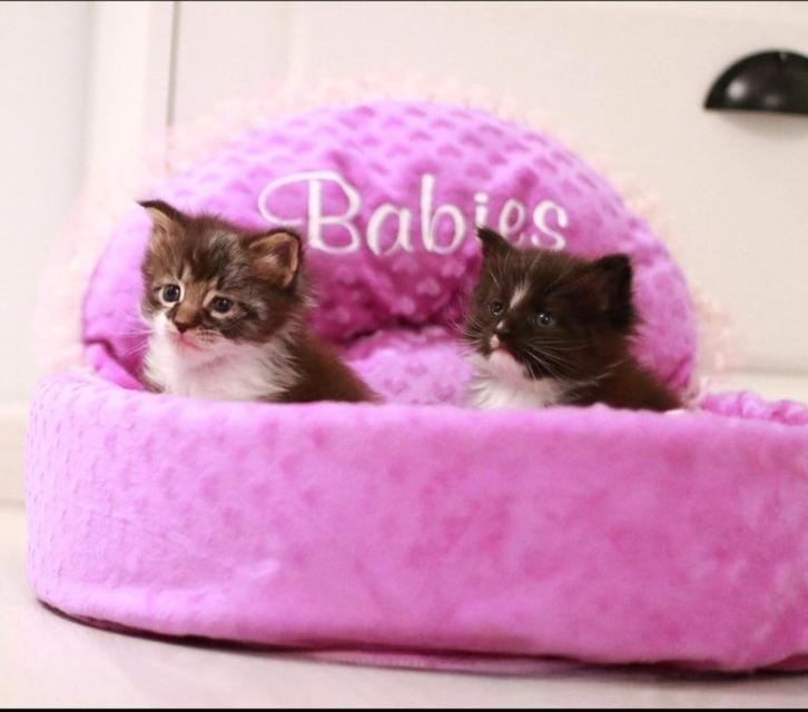 Mainecoons kittens, Animaux & Accessoires, Chats & Chatons | Chats de race | Poil long, Chat, 0 à 2 ans, Avec puce électronique