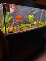 Te koop: Jewel aquarium 240l met alle toebehoren, Dieren en Toebehoren, Vissen | Aquaria en Toebehoren, Ophalen, Zo goed als nieuw