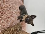 Chihuahua reutje, Animaux & Accessoires, Chiens | Chihuahuas & Chiens de compagnie, Plusieurs, Belgique, 8 à 15 semaines, Éleveur | Loisir