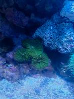 Oren, discosoma rodactis ricordea koraal zeeaquarium, Dieren en Toebehoren, Vissen | Aquariumvissen