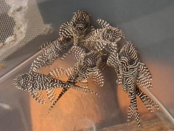 L260 Hypancistrus queen arabesque 4cm beschikbaar voor biedingen