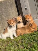 Keeshond pups zoeken warme thuis, Dieren en Toebehoren, België, Fokker | Hobbymatig, CDV (hondenziekte), 8 tot 15 weken