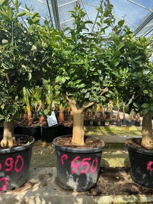 Orangers navel et citronniers 4 saisons à seulement 450€, Jardin & Terrasse, Plantes | Arbres, En pot, Enlèvement ou Envoi