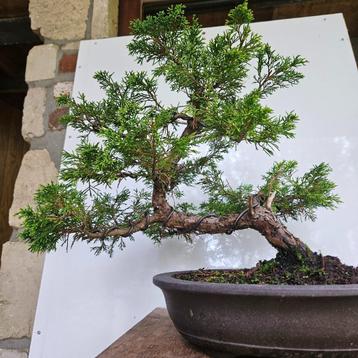 Juniperus Itoigawa Bonsai beschikbaar voor biedingen