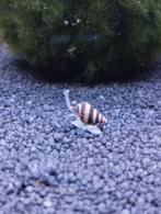 Anatome Helena / Assassin snail / slak etende slak, Dieren en Toebehoren, Vissen | Aquariumvissen