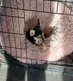 chihuahua pups, België, Fokker | Hobbymatig, 8 tot 15 weken, CDV (hondenziekte)