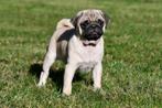 Mopshond pups te koop, 15 weken tot 1 jaar, Overige rassen, Buitenland, CDV (hondenziekte)