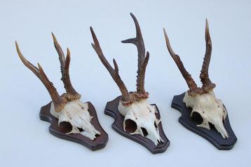 3 x REE GEWEI op houten schild (ref. X) beschikbaar voor biedingen
