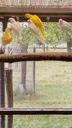 halsbanden, Dieren en Toebehoren, Vogels | Parkieten en Papegaaien, Parkiet, Geringd