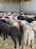 Grand choix de moutons, Dieren en Toebehoren, Schaap, Mannelijk, 0 tot 2 jaar