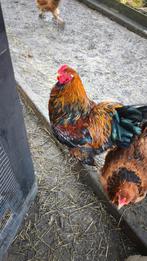 Coq Brahmâ perdrix doré, Mâle, Poule ou poulet