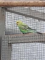 2 parkieten, Dieren en Toebehoren, Vogels | Parkieten en Papegaaien, Mannelijk