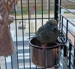 koppel kakariki's met kooi, Dieren en Toebehoren, Meerdere dieren, Parkiet, Geringd