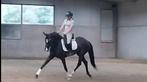 Knappe dressuurmerrie, Dieren en Toebehoren, Paarden, Merrie, B, Gechipt, Dressuurpaard