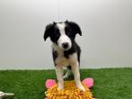 Border Collie pups