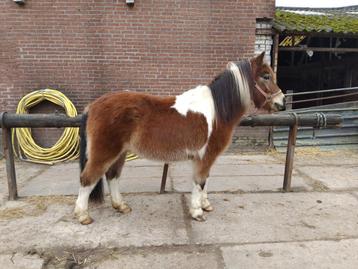 C pony wedstrijd klaar beschikbaar voor biedingen