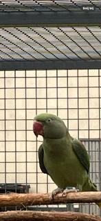 Perruche Alexander VERT FONCÉ, VERT FONCÉ., Femelle, Perruche, Bagué