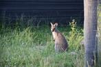 Bennett Wallaby man, Dieren en Toebehoren, Knaagdieren, Mannelijk, Overige typen