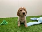 Nestjes van Engelse Cocker Spaniel pups, Dieren en Toebehoren, Honden | Retrievers, Spaniëls en Waterhonden, België, 8 tot 15 weken