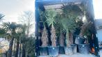 ‼️palmbomen trachycarpus fortunei aan promoprijzen‼️, Enlèvement