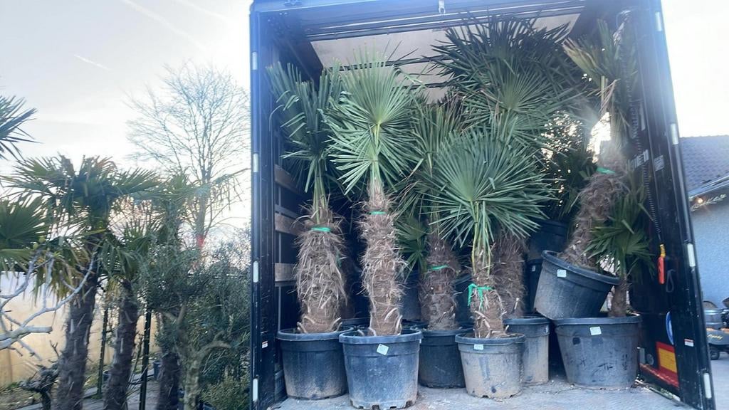 ‼️palmbomen trachycarpus fortunei aan promoprijzen‼️, Jardin & Terrasse, Plantes | Arbres, Enlèvement