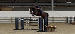 Ruin, 2021 D’aganix 2000 Z X Calvaro Z, Dieren en Toebehoren, Springpaard, B, Gechipt, Ruin