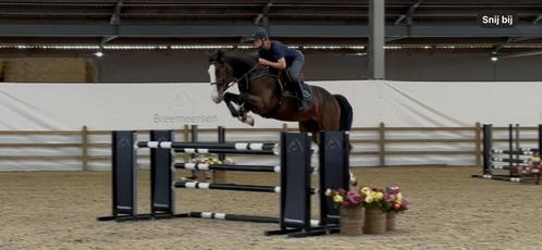 Ruin, 2021 D’aganix 2000 Z X Calvaro Z, Dieren en Toebehoren, Paarden, Ruin, B, 165 tot 170 cm, 3 tot 6 jaar, Springpaard, Met stamboom