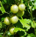 Kruisbes groen, Ophalen, Vaste plant, Halfschaduw, Fruitplanten