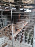 Zebravinken, Dieren en Toebehoren